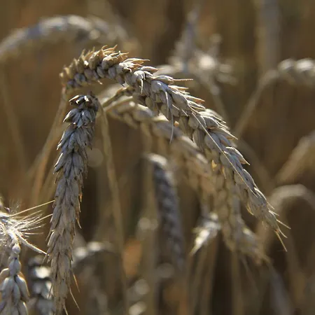 Апартаменты Biohof Sauschneider