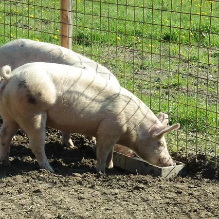 Biohof Sauschneider Апартаменты Санкт-Маргаретен-им-Лунгау