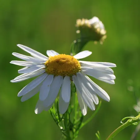 Апартаменты Biohof Sauschneider Санкт-Маргаретен-им-Лунгау