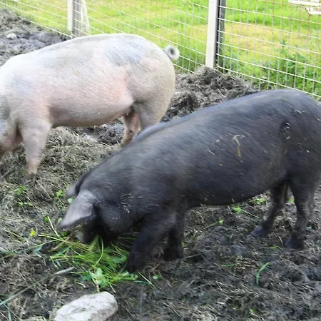 Апартаменты Biohof Sauschneider *