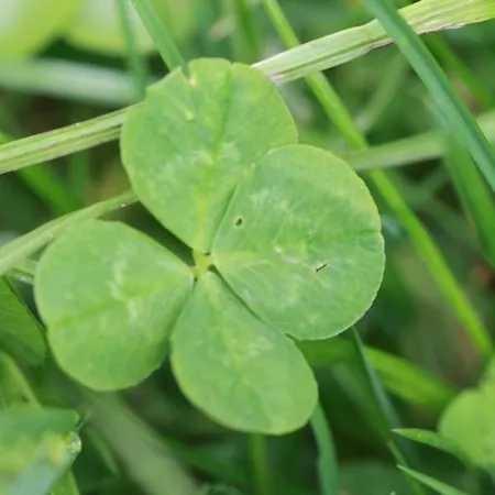 Biohof Sauschneider Апартаменты