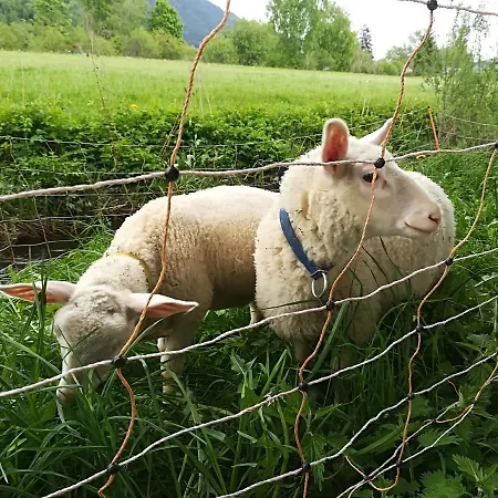 Biohof Sauschneider Апартаменты